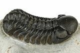 Austerops Trilobite - Nice Eye Facets #181259-1